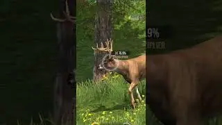 Wild Animal Hunting Battle