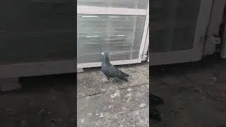 Dragon Black