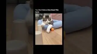 Этот кот самый умный 😱🐾