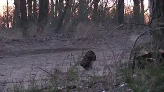 At the Ranch: Roost vs Late Morning Turkey Hunting