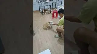 🐶 코기TV | Corgi TV |7남매 아침 먹방 🐾 코리야 조금만 더! 6남매의 리얼한 죽은 척 연기 (Corgi Training)