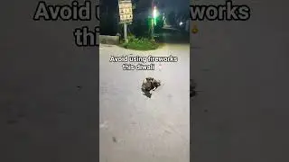 Why you should avoid using fireworks in diwali? #diwali #diwali2025 #fireworks #dogs #pets #animals