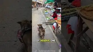 Самая умная собака в мире 🐶🧠 #короткая