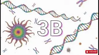 Genome Size Variation