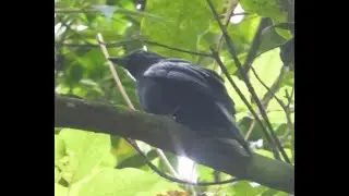 Javan Cochoa, Cochoa azurea, Gunung Gede, Java, Indonesia, 5 July 2022 (3/3)