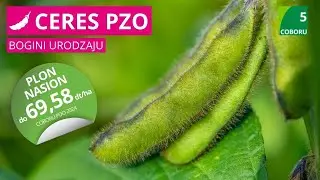 Soja Ceres PZO 🌱 wczesność COBORU: 5