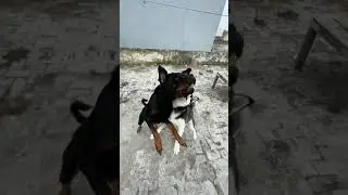 Power of Roxy Cheeni | review reloaded | #short #shorts #dog #Rottweiler vs #husky #shortsfeeds