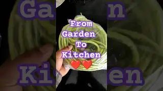 No pesticides only Organic 😍 #beans #gardening #plants #nopesticides #pestcontrol #organic #kitchen