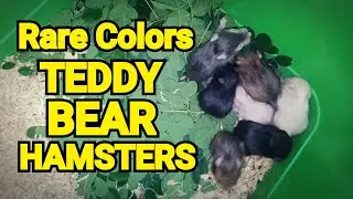 Blue-Black-Cream-Brown Baby Teddy Bear Hamsters from One Mother _ What Color Do you Want?