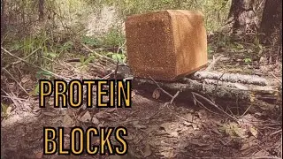 Best Deer Feed Block Placement To Attract Whitetails - [2024]