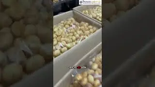 Panipuri Cutting Machine | Panipuri Making process | Panipuri Cutting machine