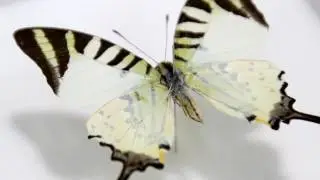 オナガタイマイ　Graphium antiphates　Nature-shop