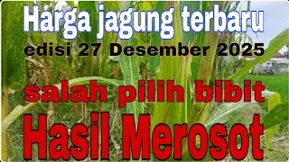 Today's corn price, December 27, 2025 @Petanimuda2putra