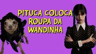 PITUCA COLOCA ROUPA DA WANDINHA