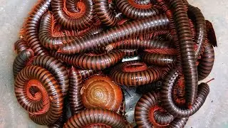 Found and Catching Hundreds of Millipedes in My Backyard
