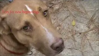 Lake Charles Pit Bull Rescue - Dog Rescuer..wmv