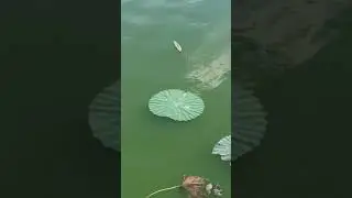 Floating Leaf ASMR #asmr #leaf #nature #green #fresh #water #relaxing #floating