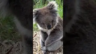 Finding Wild Koala