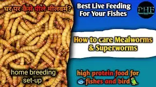 How To Care Mealworms & Superworms, Feeding, Breeding & Culture Full Details In Hindi Pets Hub Fish