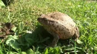 Een hele dikke pad