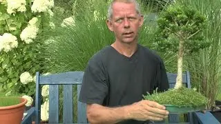 Bonsai Schale Alternativ und ganz einfach durch eine Auflaufform