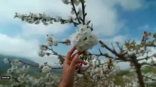 La ruta de la cereza, Alfarnate, Málaga