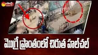 చిరుత దాడిలో నలుగురికి గాయాలు | Chirutha Hulchal at Ahmednagar | Sakshi TV