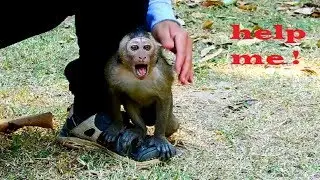 Emergency Calling !! Adorable David need Cameraman help very fast, Asean fight David seriously