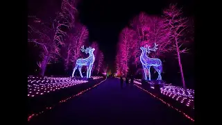 Windsor Great Park Illuminate 2025