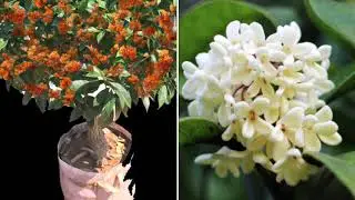 【20062】桂花，中国传统十大名花之一 //静姐说花268