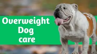 Overweight Dog Weight Lose in 3 Steps | Important Diet, Excercise, And More