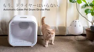 シャンプー後の大嫌いなドライヤーから開放されました/ペットドライヤー/エキゾチックショートヘア