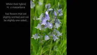 Bluebells