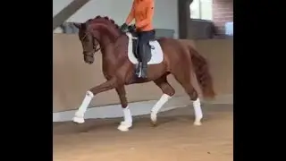 2022 top dressage prospect www.sporthorses-online.com