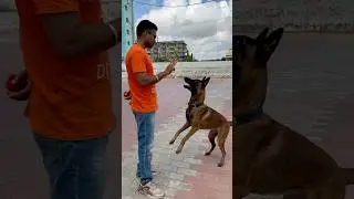 Best Trained Belgian Malinois Ever 😱 | Open-Leash Obedience Training with Brother Kanan 🐕🔥 #dog