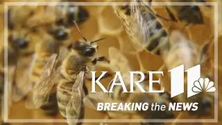 MN beekeepers say new bee vaccine will help, but isn't the cure to all their problems