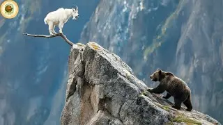 Documentary  Rocky Mountains Predators and Prey in the War for Survival | Wildlife Documentary Hub