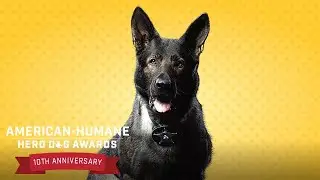 Preview - 2020 American Humane Hero Dog Awards - Hallmark Channel