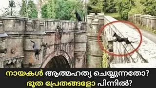 നായകൾ ആത്&zwj;മഹത്യ ചെയ്യുന്ന പാലം #dogs #suicide #bridge #overtounbridge