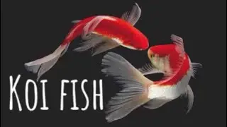 Koi Saran | Sve o vrsti