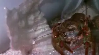 Krebse im Aquarium : Edelkrebs frisst Salatblatt
