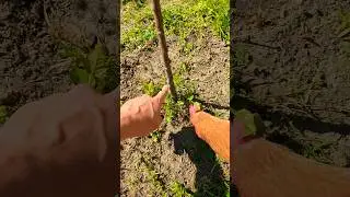 Le suivi des jeunes arbres fruitiers