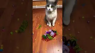 This Bounce Feels Illegal To Watch.#shorts #satisfying #viral #beads #loop #cat