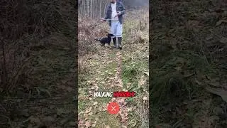 How To Stop Your Dog Pulling Quickly! 😱