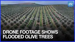 Drone Footage Shows Flooded Olive Trees in Spain After Days of Heavy Rain | Dawn News English