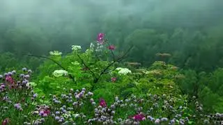 hbline Live Stream