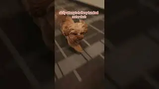 Dog breaks speed world record #kachow #lightningmcqueen #speed #speedrun #worldrecord #cavapoo