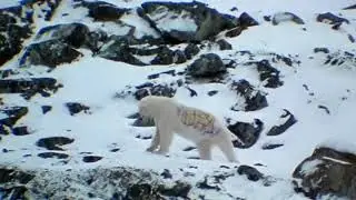 WWF - White Bear (France, 2010)