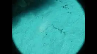 Flounder Fish in The Sand