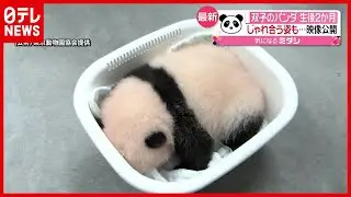 【最新映像】双子のパンダ